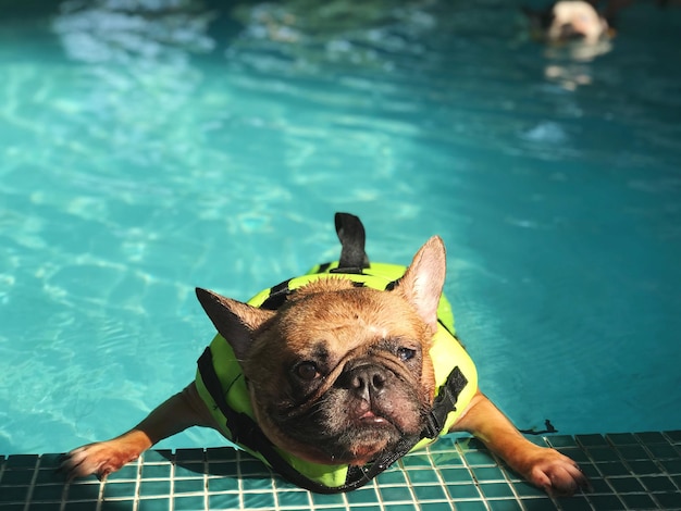 Photo close-up of dog in water