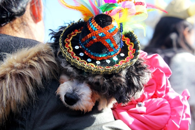 Foto close-up di un cane che indossa un cappello