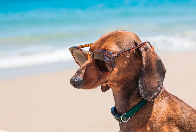 Close-up of dog wearing sunglasses at beach