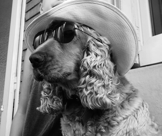 Foto close-up di un cane che indossa occhiali da sole e cappello