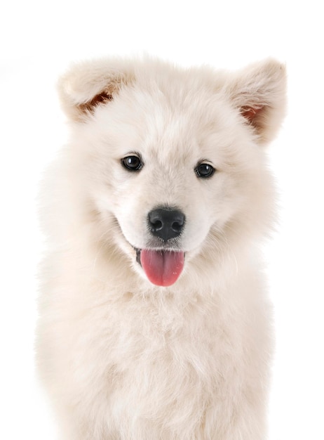 白い背景の犬のクローズアップ