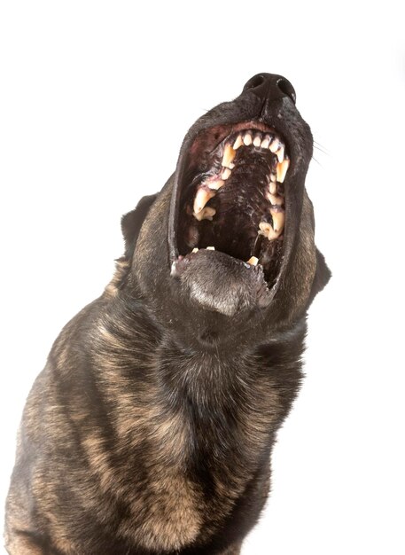 Photo close-up of a dog over white background