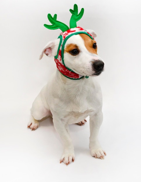 Close-up of a dog over white background