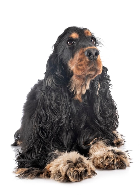 Foto close-up di un cane su sfondo bianco