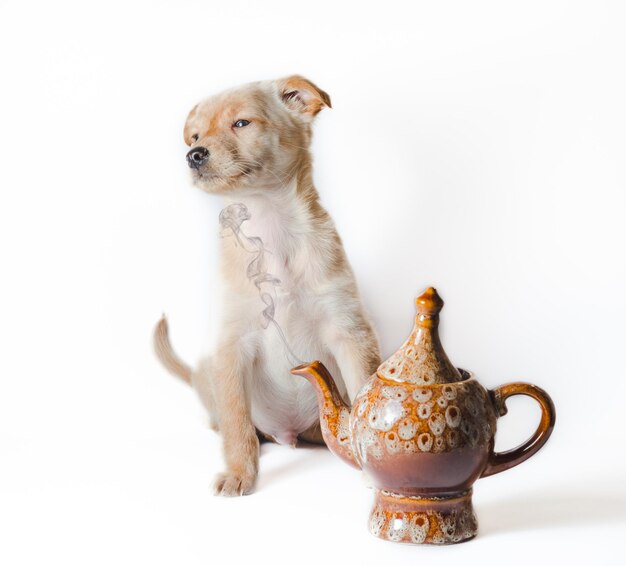 白い背景の犬のクローズアップ