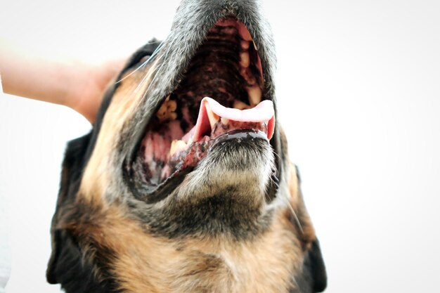 Foto close-up di un cane su sfondo bianco