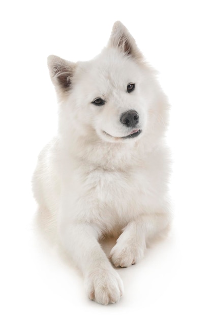 白い背景の犬のクローズアップ