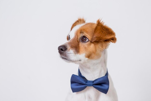 Photo close-up of a dog over white background