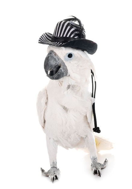 Photo close-up of a dog over white background