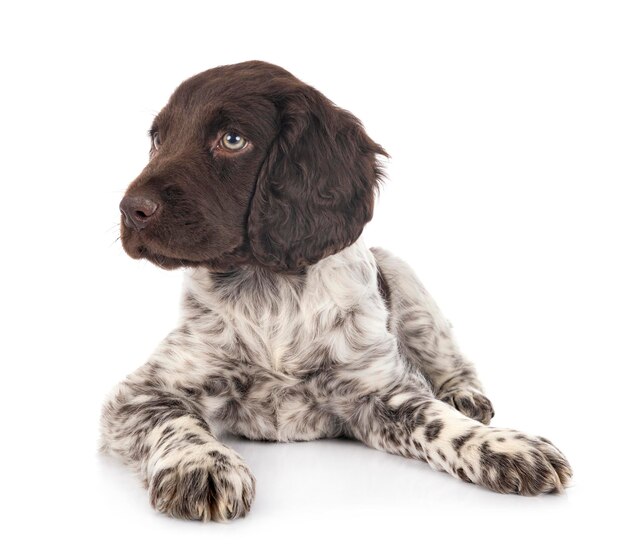 Photo close-up of a dog over white background