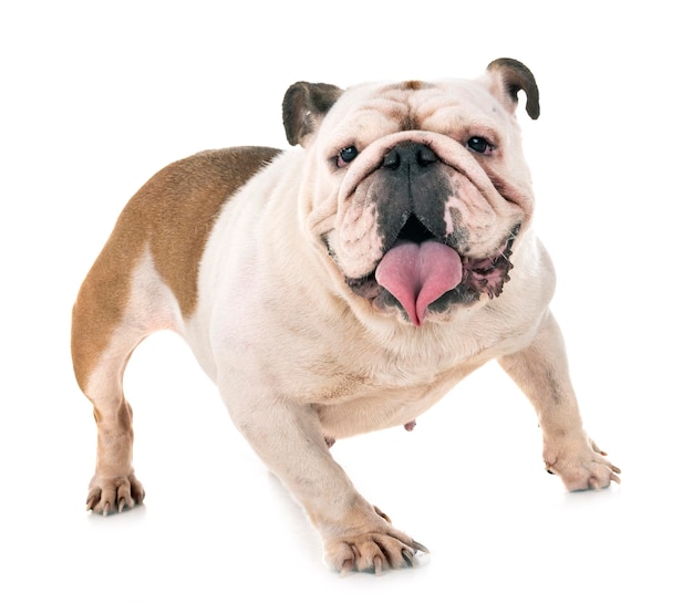 Photo close-up of a dog over white background