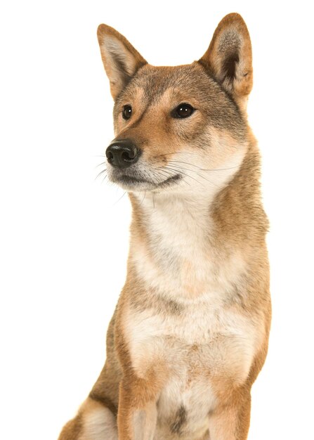 Close-up of a dog over white background