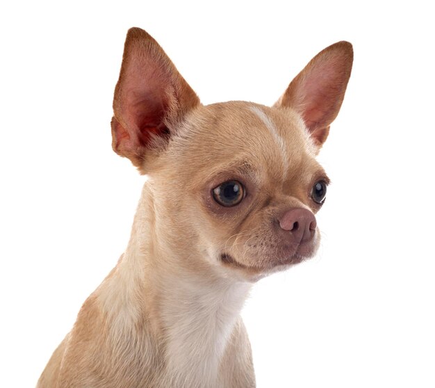 Photo close-up of a dog over white background