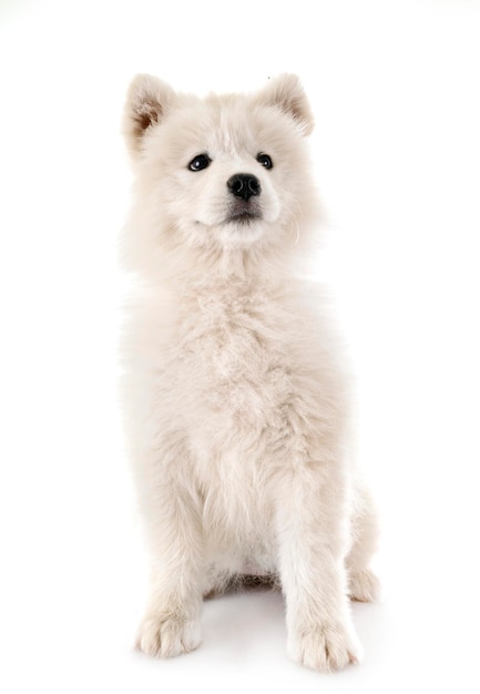 白い背景の犬のクローズアップ
