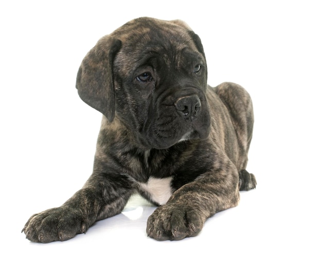 Photo close-up of a dog over white background