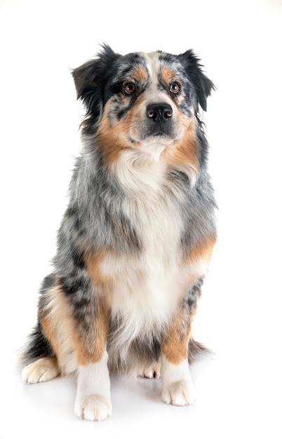 白い背景の犬のクローズアップ
