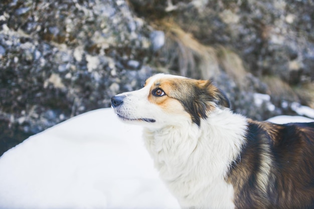 冬の犬のクローズアップ