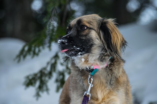 Foto prossimo piano di un cane in inverno