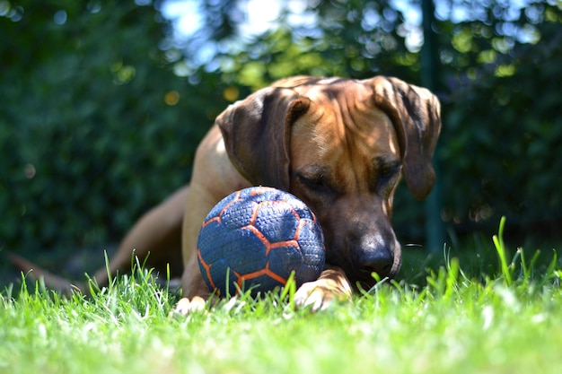 Close-up of dog with ball on grass