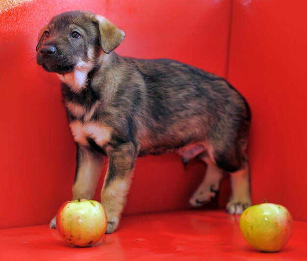 Close-up of a dog with ball