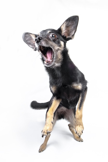 Close-up of dog with mouth open against white background