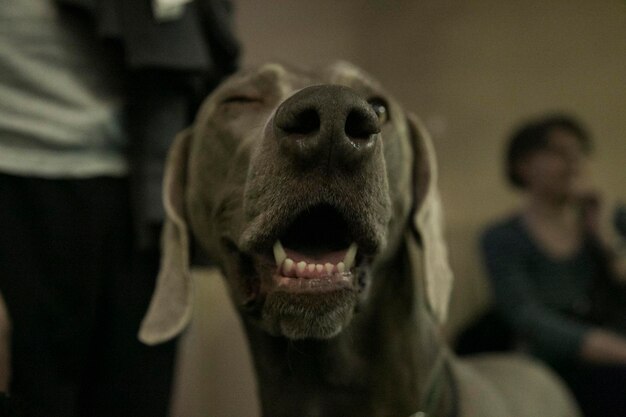 Foto close-up di un cane con la bocca aperta