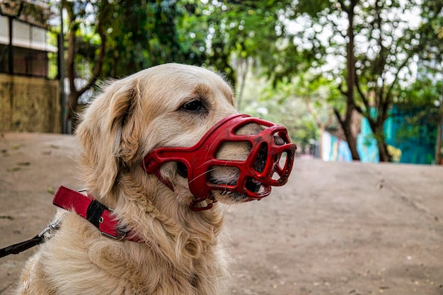 Close-up of dog with a muzzle