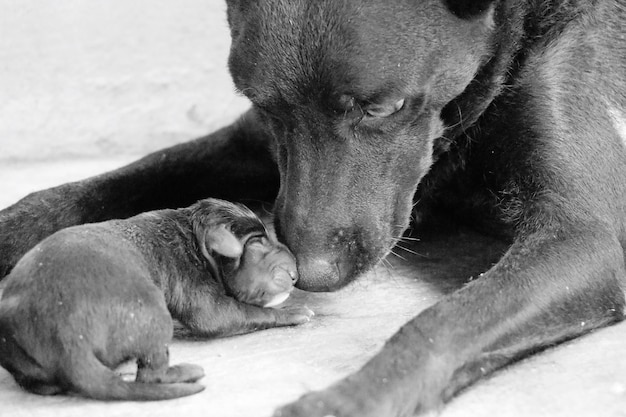 Photo close-up of dog with puppy on floor