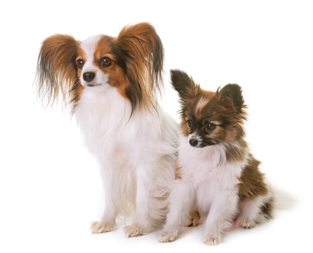 白い背景の犬と子犬のクローズアップ