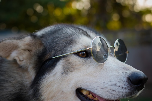 close-up of dog with sunglasses looking away