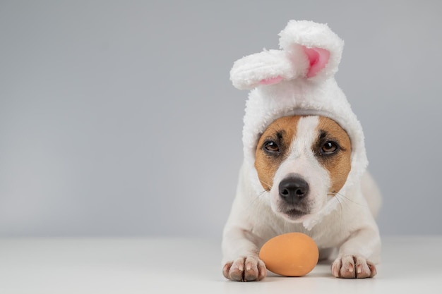 Photo close-up of dog with teddy bear