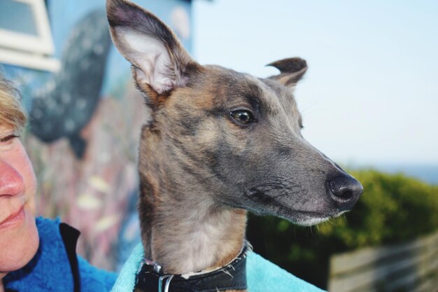 Foto close-up di un cane con una donna