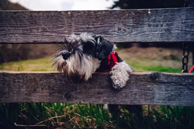 Foto close-up di un cane sul legno