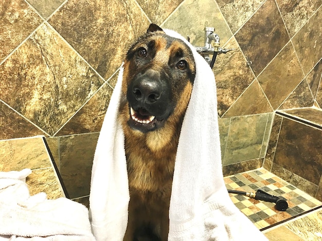 Photo close-up of dog wrapped in towel