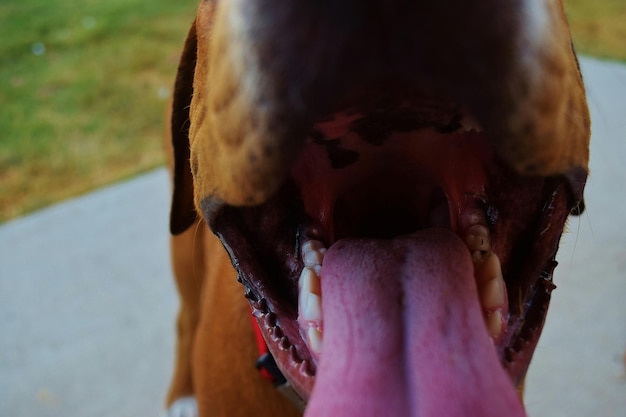 Close-up of dog at yard