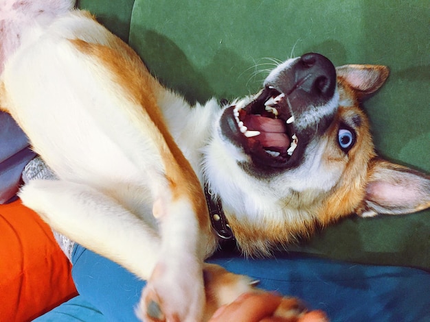 Foto close-up di un cane che sbadiglia