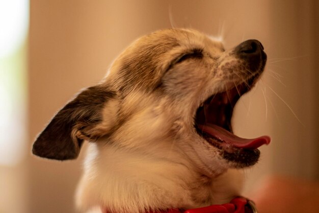 Photo close-up of a dog yawning