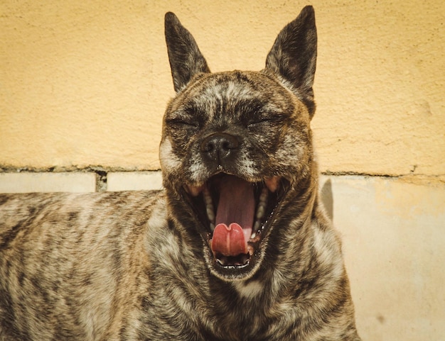 Foto close-up di un cane che sbadiglia