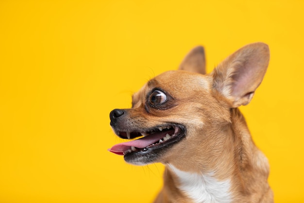 Close-up of a dog over yellow background