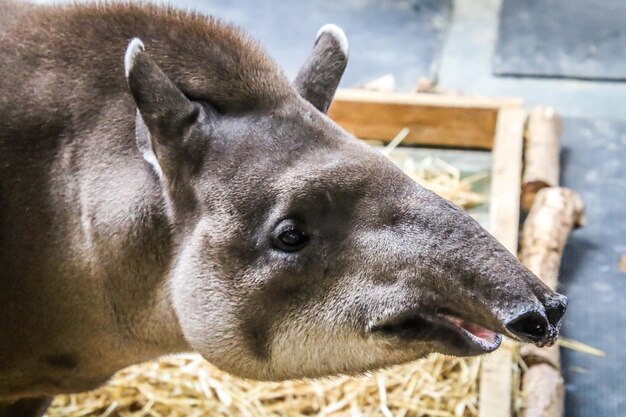 Foto close-up di un cane nello zoo