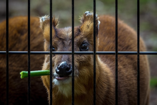 Foto close-up di un cane nello zoo