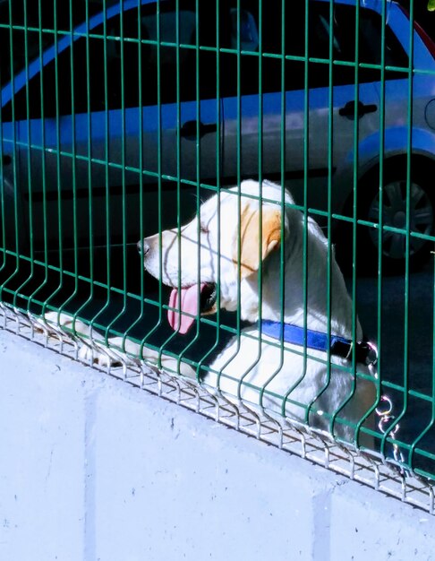 Photo close-up of dog