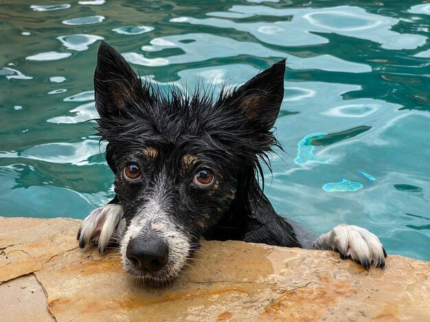 Photo close-up of dog