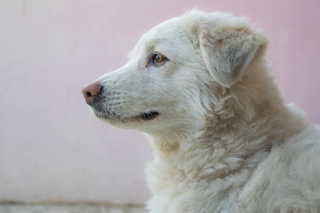 犬のクローズアップ