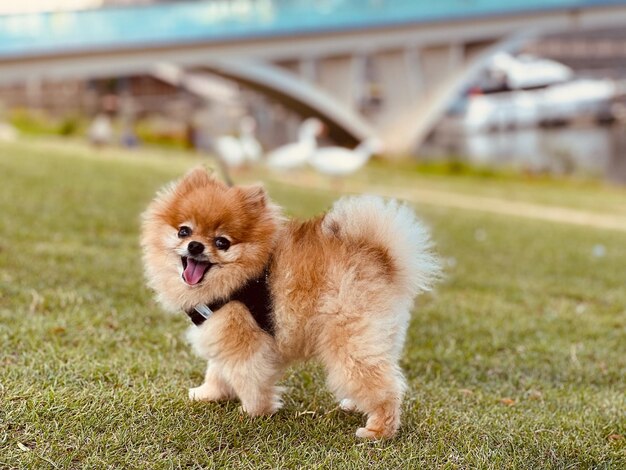 犬のクローズアップ