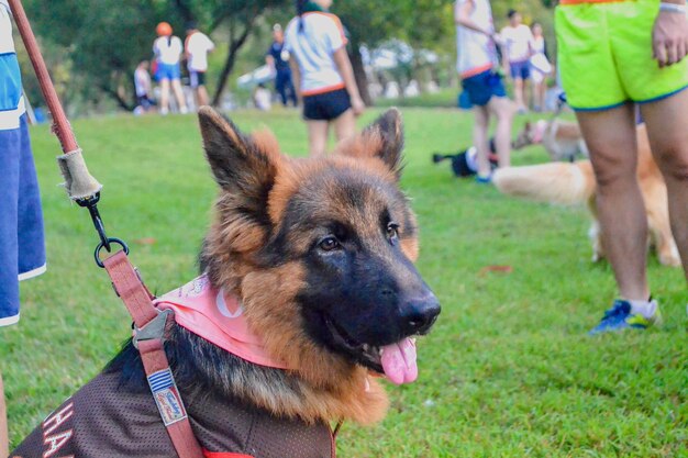 Foto prossimo piano del cane