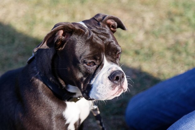 Close-up of dog