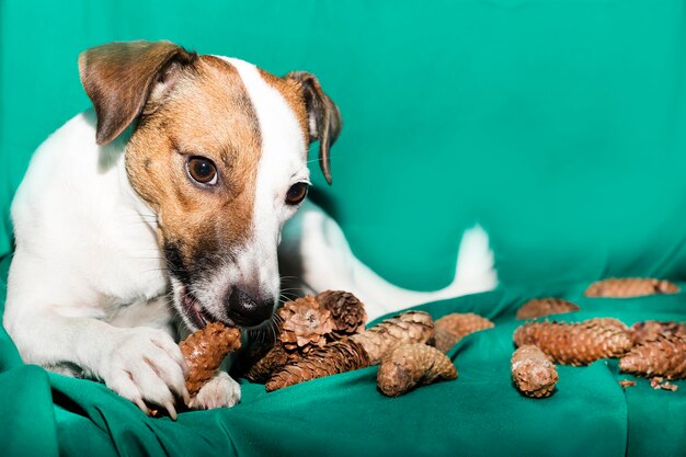 Photo close-up of a dog