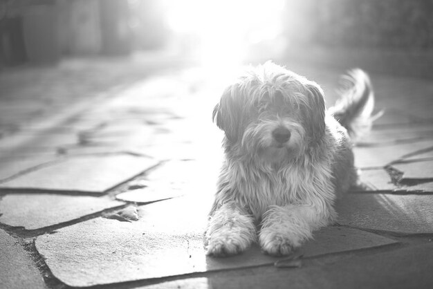 Foto prossimo piano del cane