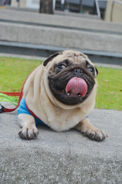 Photo close-up of a dog